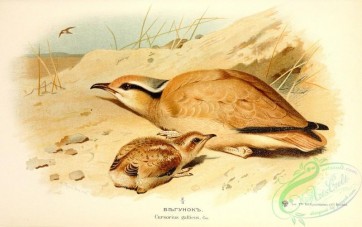 birds-33594 - Cream-coloured Courser, cursorius gallicus