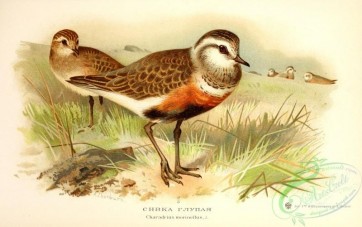 birds-33599 - Eurasian Dotterel, charadrius morinellus