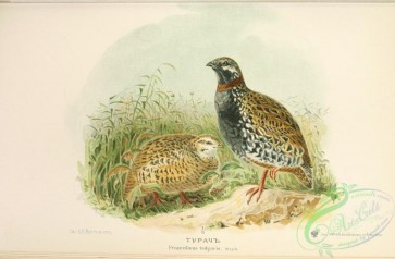 birds-33605 - francolinus vulgaris