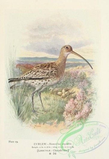 birds-33841 - Curlew, numenius arquata