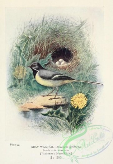 birds-33851 - Gray Wagtail, motacilla melanope