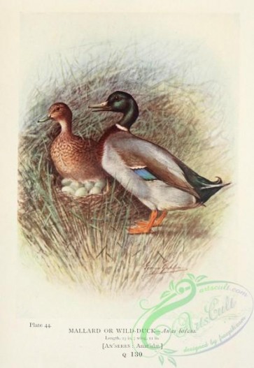 birds-33880 - Mallard or Wild-Duck, anas boscas