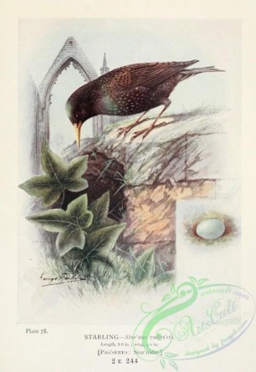 birds-33922 - Starling, sturnus vulgaris