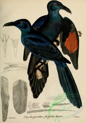 birds-33981 - Chestnut-winged Starling, onychognathus fulgidus