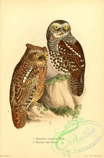 birds-34077 - Chestnut Owlet, glaucidium castaneum, pisorhina balia