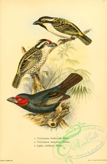 birds-34097 - tricholaema flavibuccale, tricholaema flavibuccale, tricholaema massaicum, Red-faced Barbet, lybius rubrifacies