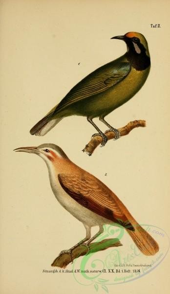 birds-34281 - unidentified bird, 2