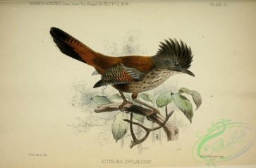 birds-34310 - actinura daflaensis