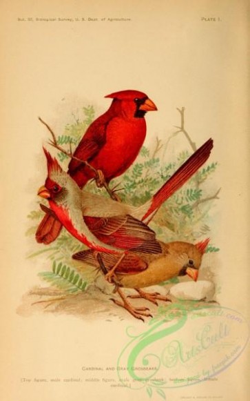 birds-34553 - Cardinal, Gray Grosbeak