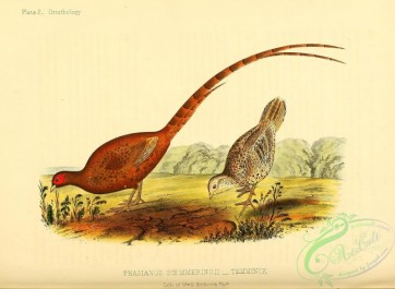 birds-34688 - phasianus soemmeringii