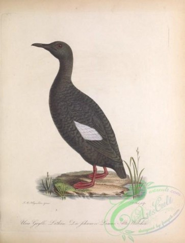 birds-34721 - Black Guillemot, uria grylle