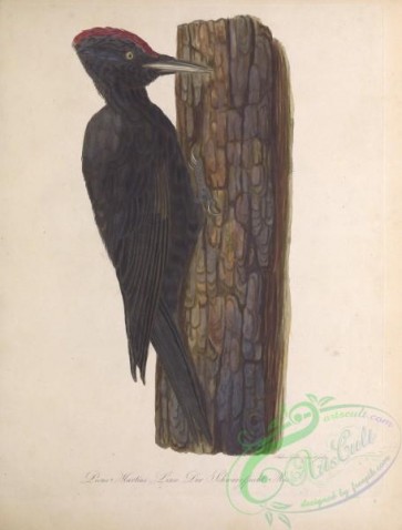 birds-34724 - Black Woodpecker, picus martius