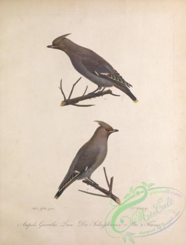 birds-34727 - Bohemian Waxwing, ampelis garrulus
