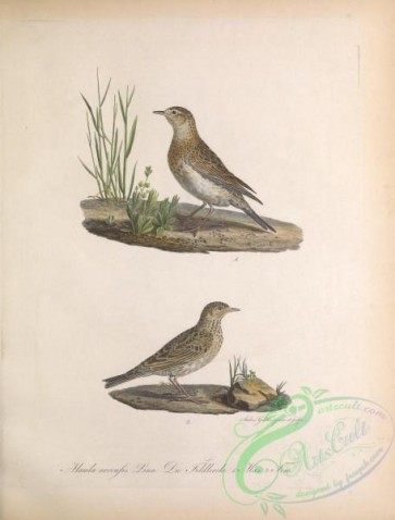 birds-34835 - Sky Lark or Japanese Skylark, alauda arvensis
