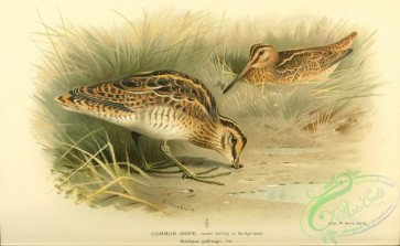 birds-34883 - Common Snipe, scolopax gallinago
