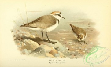 birds-34901 - Kentish Plover, aegialitis cantiana