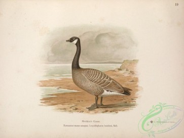 birds-34974 - Hutchins's Goose, leucoblepharon hutchinsi