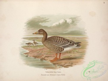 birds-34986 - Yellow-billed Bean Goose, melanonyx arvensis