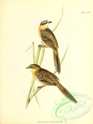 birds-34990 - ammodramus longicaudatus
