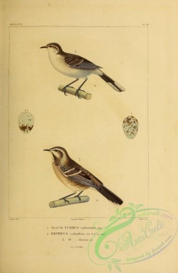 birds-35143 - Rufous-bellied Thrush, turdus rufiventris, orpheus calandria, orpheus thenca
