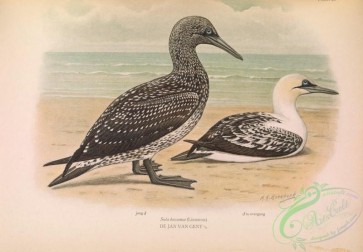 birds-35184 - Common Gannet or Salon Goose, sula bassana, 2