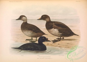 birds-35188 - Common or Black Scoter, oidemia nigra