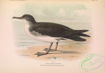 birds-35222 - Manx Shearwater, puffinus puffinus