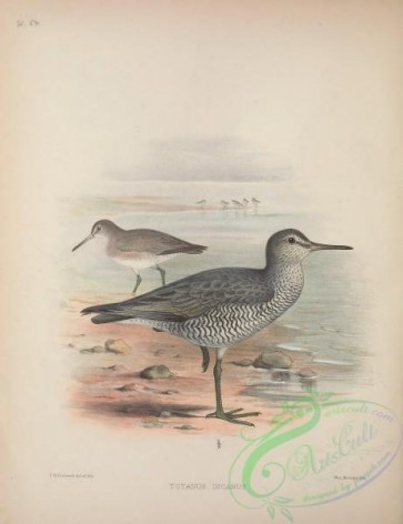 birds-35359 - totanus incanus