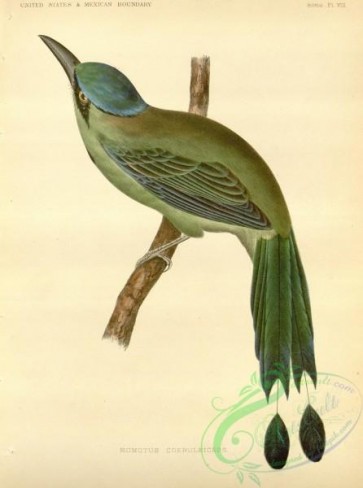 birds-35483 - momotus coeruleiceps