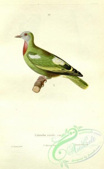 birds-35496 - columba viridis