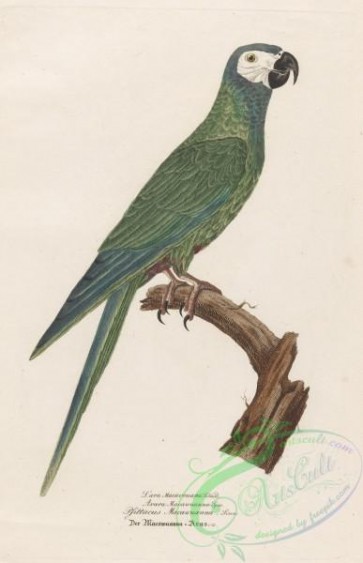 birds-35513 - arara macawuanna, psittacus macawuanna