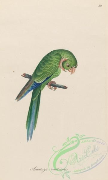 birds-35517 - aratinga acutirostris