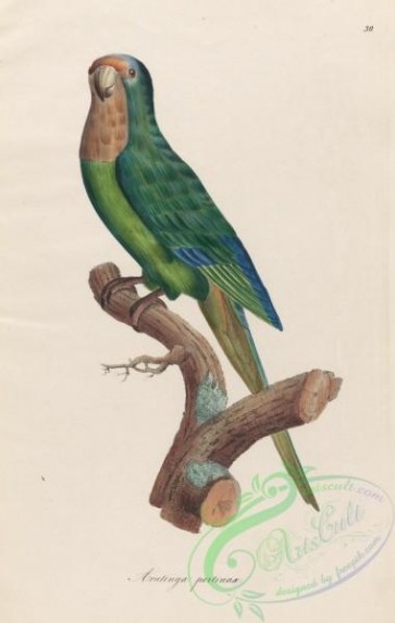 birds-35542 - Brown-throated Parakeet, aratinga pertinax, 2
