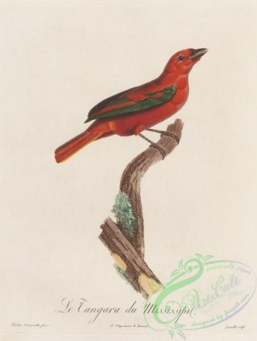 birds-35616 - 032-tanagra mississipensis