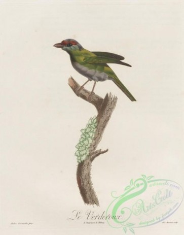 birds-35627 - 043-tanagra guianensis