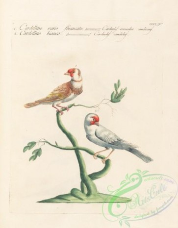 birds-35889 - 112-carduelis versicolor, carduelis candidus