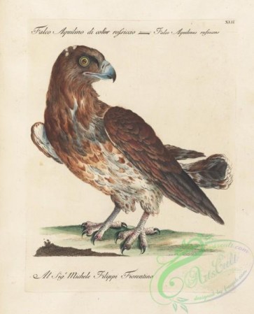 birds-35937 - 042-falco aquilinus