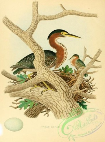birds-36265 - Green Heron