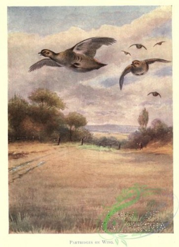 birds-36346 - Partridge, 3