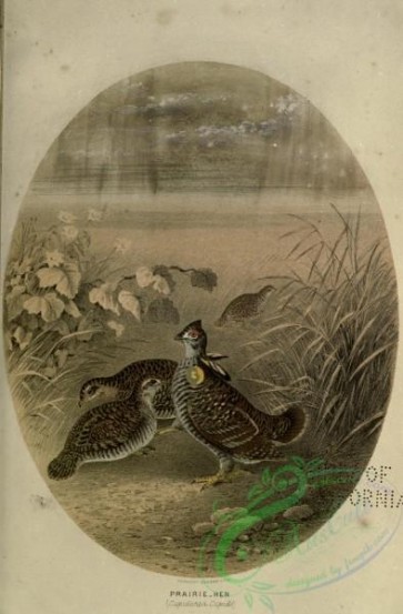 birds-36359 - Prairie Hen, cupidonia cupido