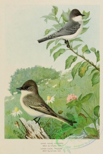birds-36370 - Kingbird, Phoebe
