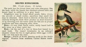 birds-36493 - Belted Kingfisher, ceryle alcyon