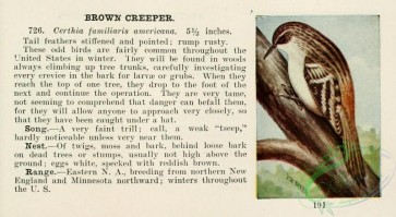 birds-36512 - Brown Creeper, certhia familiaris americana