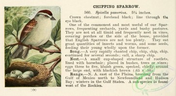 birds-36528 - Chipping Sparrow, spizella passerina
