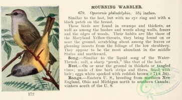 birds-36582 - Mourning Warbler, oporornis philadelphia
