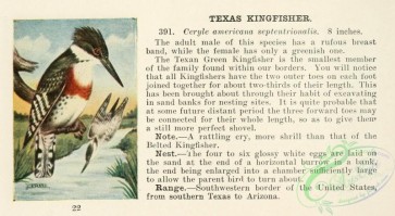 birds-36637 - Texas Kingfisher, ceryle americana septentrionalis