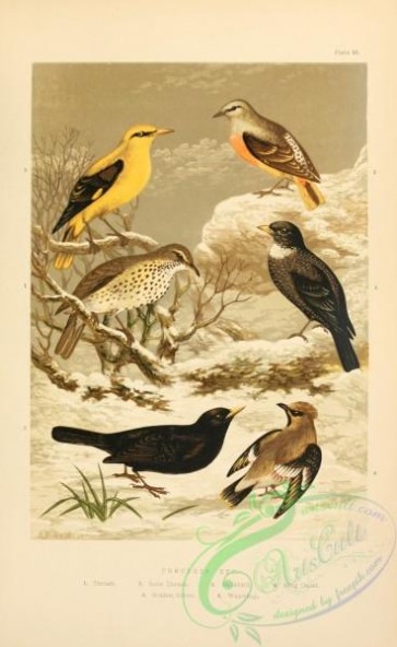birds-36683 - 015-Thrush, Blackbird, Ring Ouzel, Golden Oriole, Waxwing