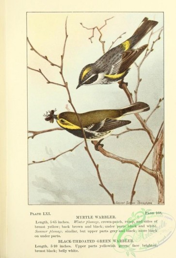 birds-36770 - 061-Myrtle Warbler, Black-throated Green Warbler