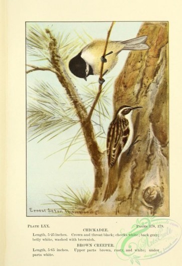birds-36779 - 070-Chickadee, Brown Creeper