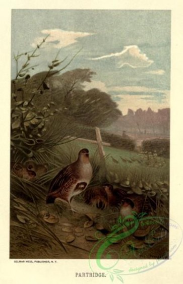 birds-37008 - Partridge